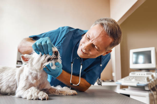 Best Same-Day Emergency Dental Services in Sandusky, MI